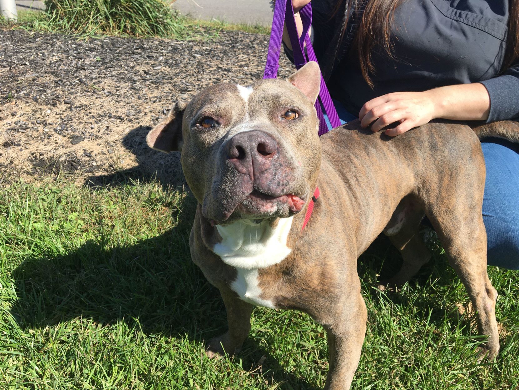 shelter dogs (19).jpeg